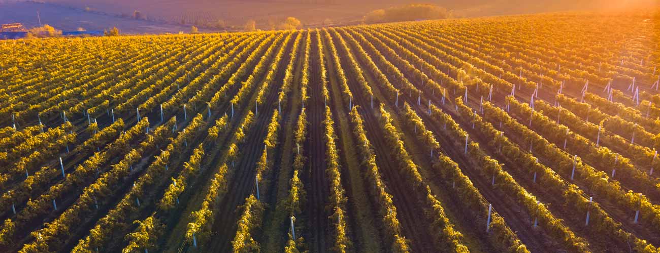 Pali Per Vigneti | Matelda Wood - Foto 11